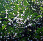 TEA OLIVE Osmanthus Fragrans - 5+ SEEDS