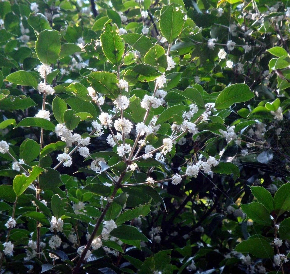 TEA OLIVE Osmanthus Fragrans - 5+ SEEDS