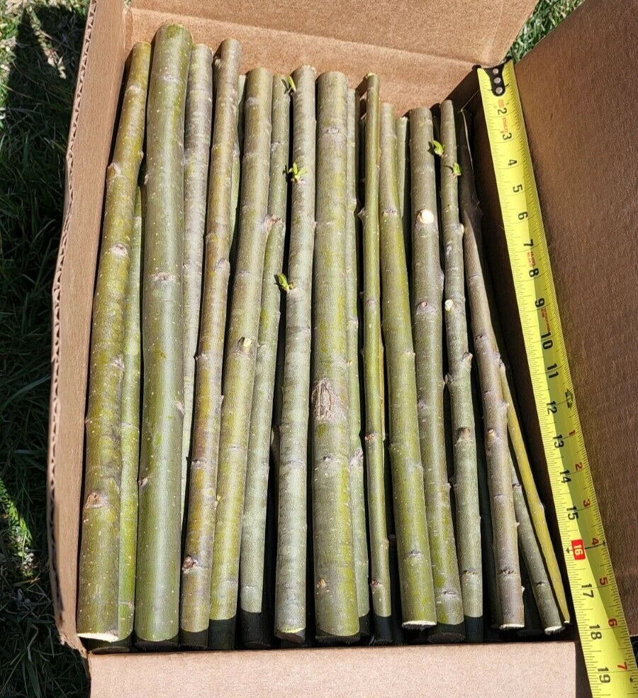 25 Huge Austree Hybrid Willow Cuttings Fast Growing Privacy Tree Hedge 18 inch