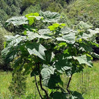 BEAUTIFUL PAULOWNIA TREE Paulownia Elongata - 200 SEEDS. *LESS S&H