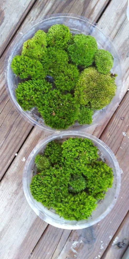 1 Gal. BAG Live KENTUCKY Mood/Fern/Shee