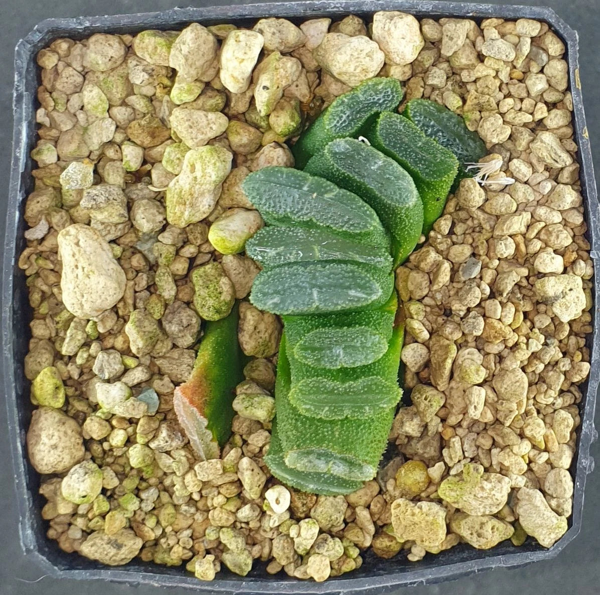 HW001 Haworthia truncata 'HYBRID', Phyto available
