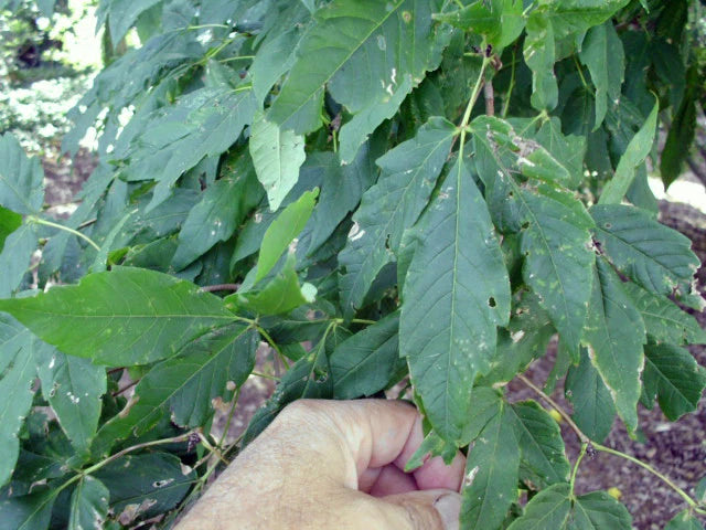 15 THREE FLOWER MAPLE SEEEDS - Acer trifolium
