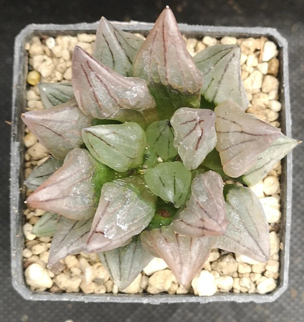 Haworthia atrofusca 'WATERMELON MUTANT' ! Read description!, Phyto available