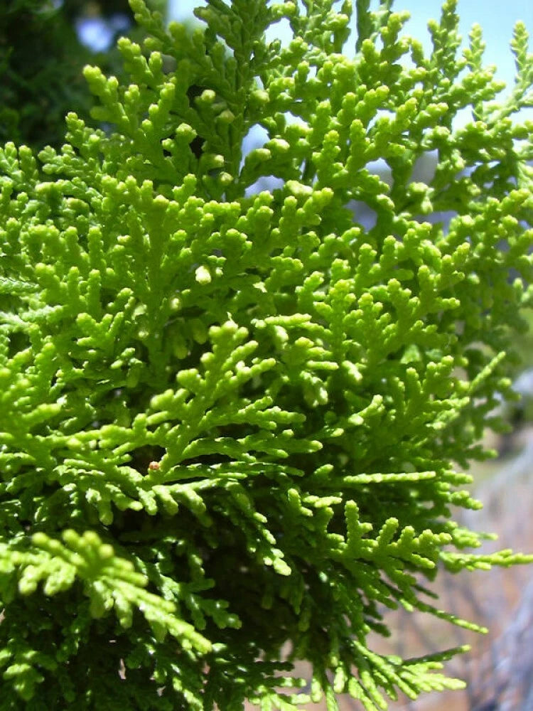ORIENTAL ARBORVITAE Thuja Orientalis - 10+ SEEDS
