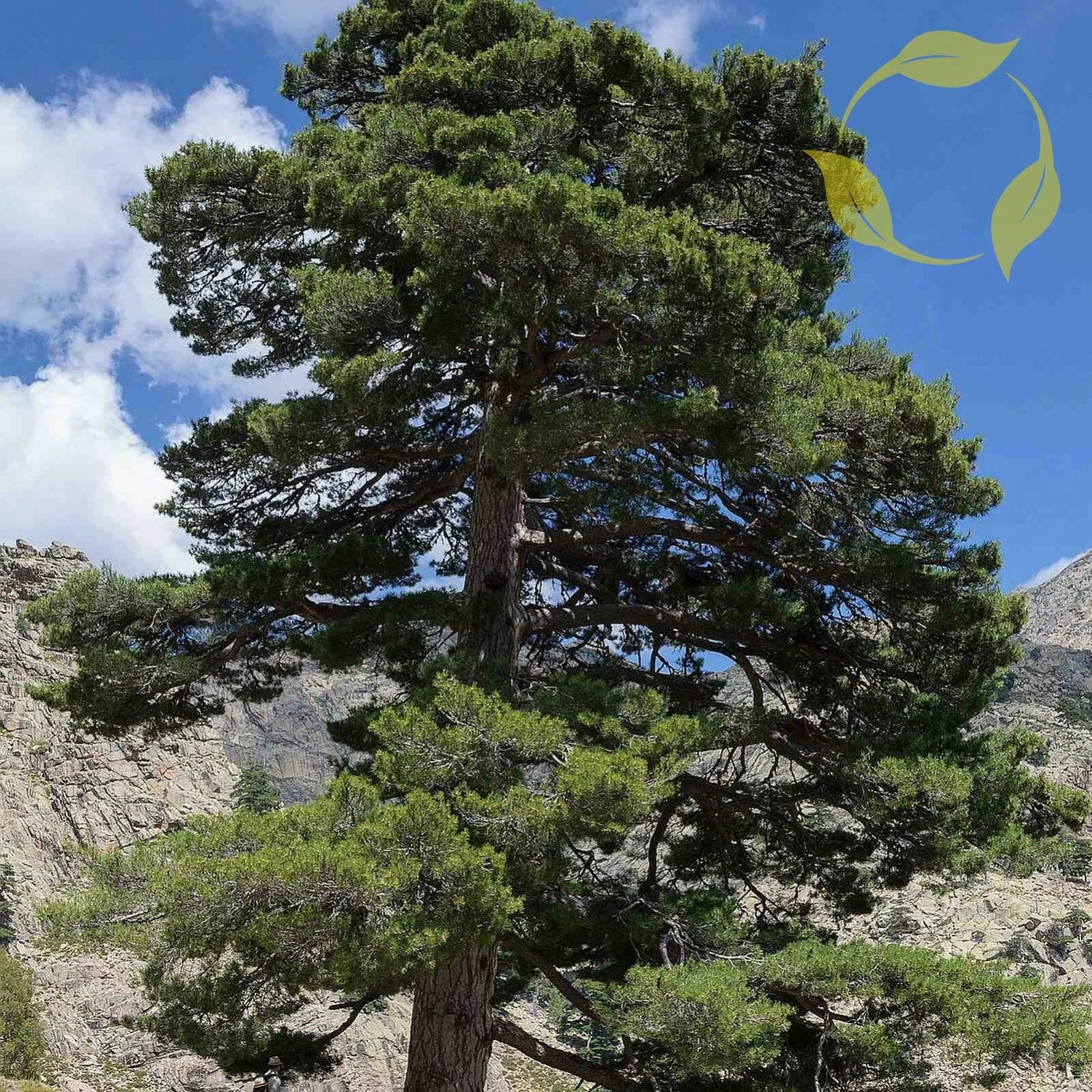 JAPANESE BLACK PINE Pinus Thunbergii - 30+ SEEDS