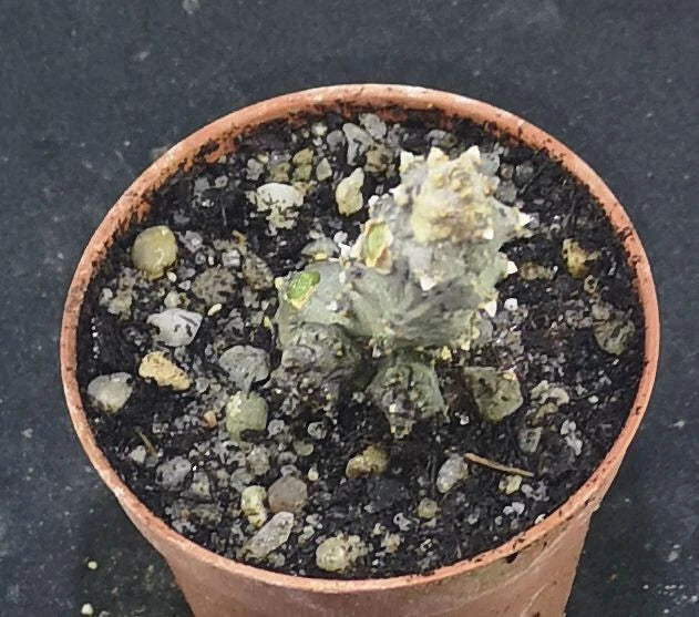 Ceropegia stapeliformis monstruosa , read description!, Phyto available