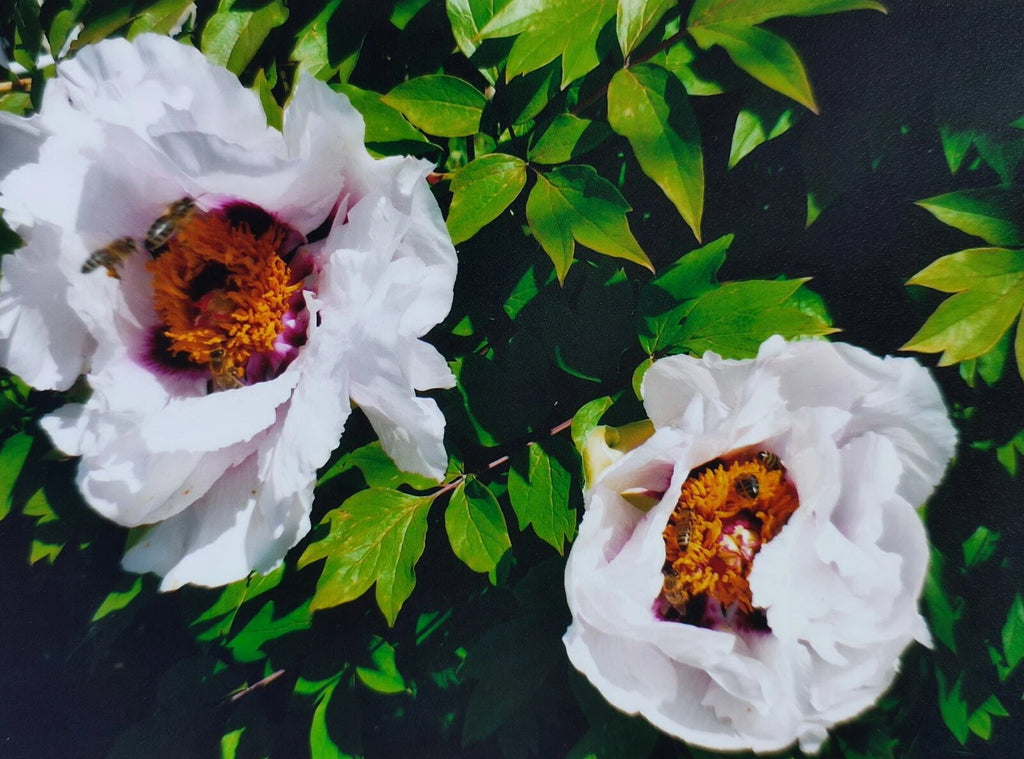 12 / 50 / 100 Seeds Tree Peony, Paeonia Rockii  - Hardy Perennial Flower