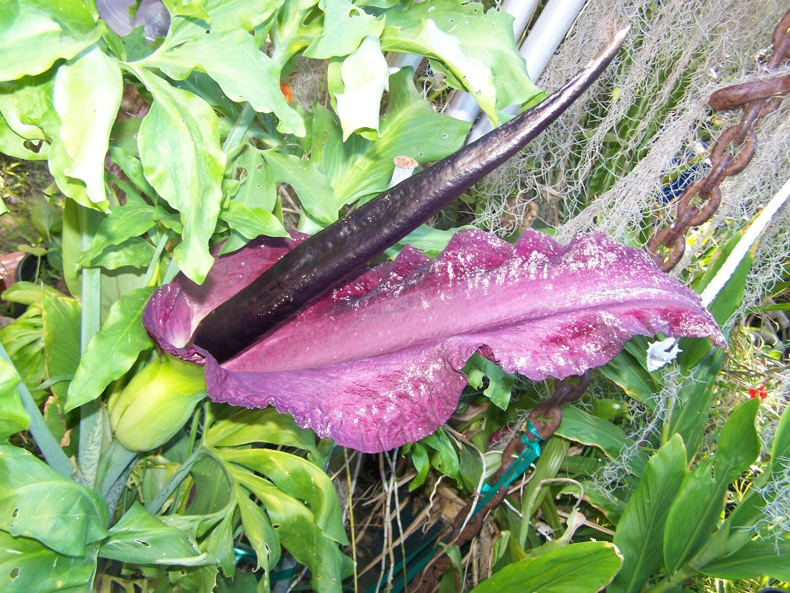 35 - 2025 seeds Dragon lily arum flower voodoo amorphophallus tuber cactus Calla