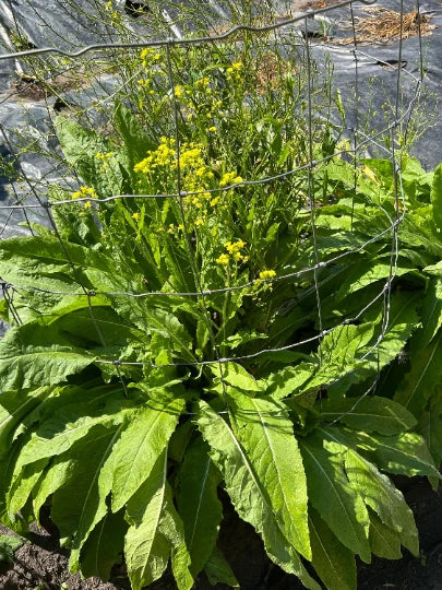 50 Perennial Turkish Rocket seeds Zones 4-9