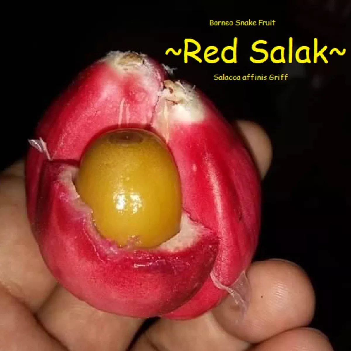 ~RED SALAK~ Salacca affinis SNAKE FRUIT Fruit Tree Live 3-4ft Pottd Palm Plant