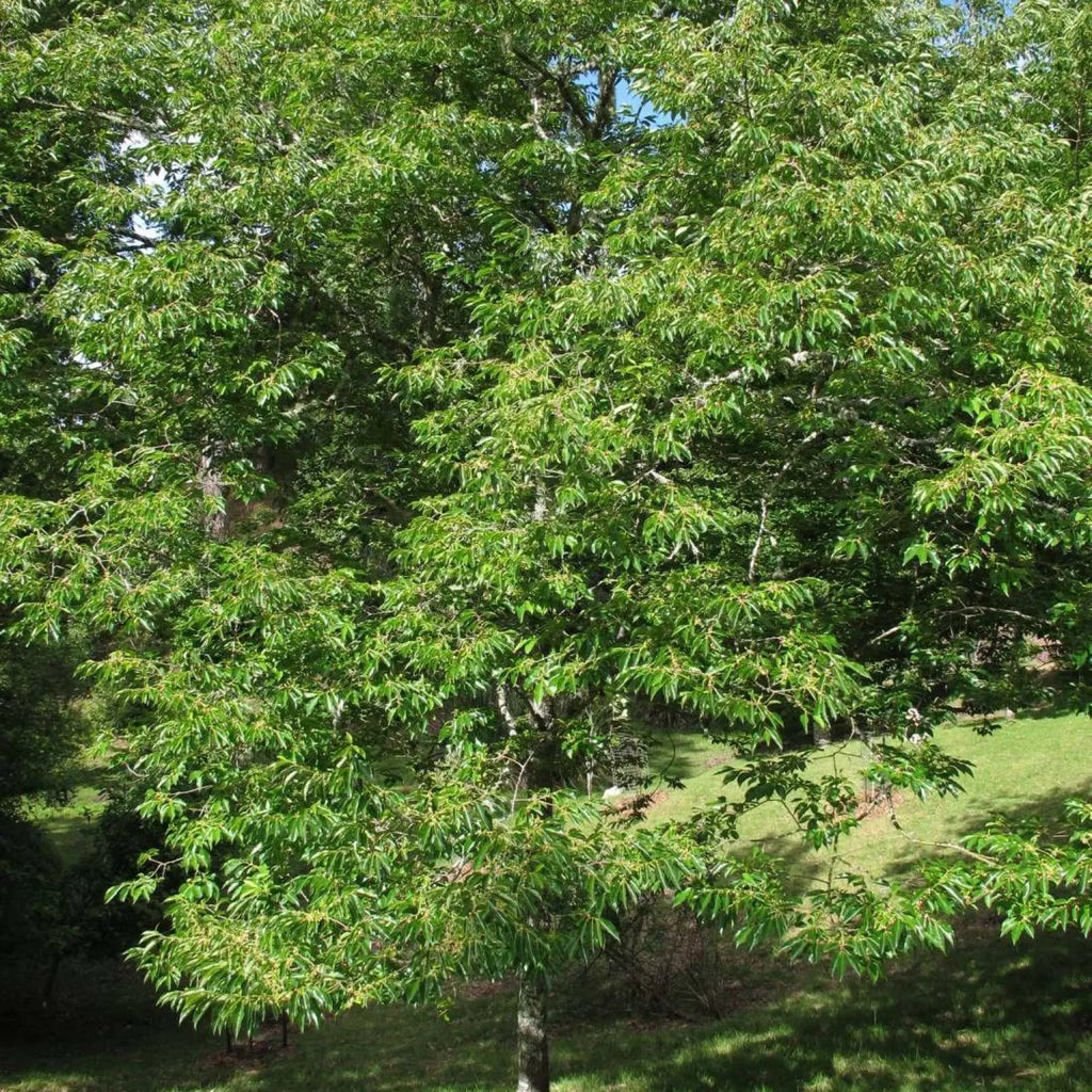 DATE PLUM PERSIMMON Diospyros Lotus - 5 SEEDS