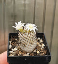 Mammillaria perezdelarosae ssp. andersoniana , read description!