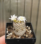 Mammillaria perezdelarosae ssp. andersoniana , read description!