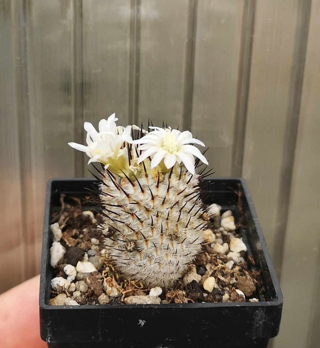 Mammillaria perezdelarosae ssp. andersoniana , read description!