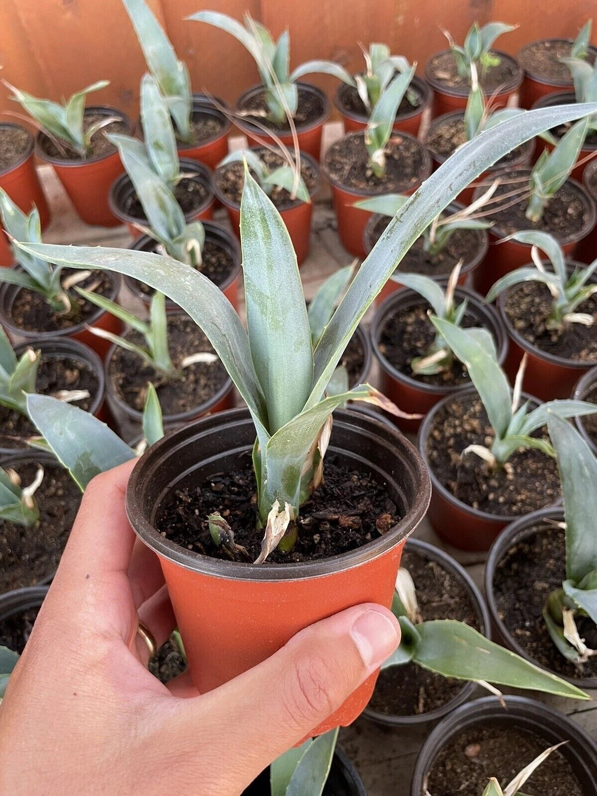 4 Blue Agave Plant Planter Tequilana Azul Indoor/Outdoor Home Decor Succulent