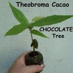 ~CACAO~ seedling Cocoa healthy Chocolate Tree Tropical Fruit small POT'D starter