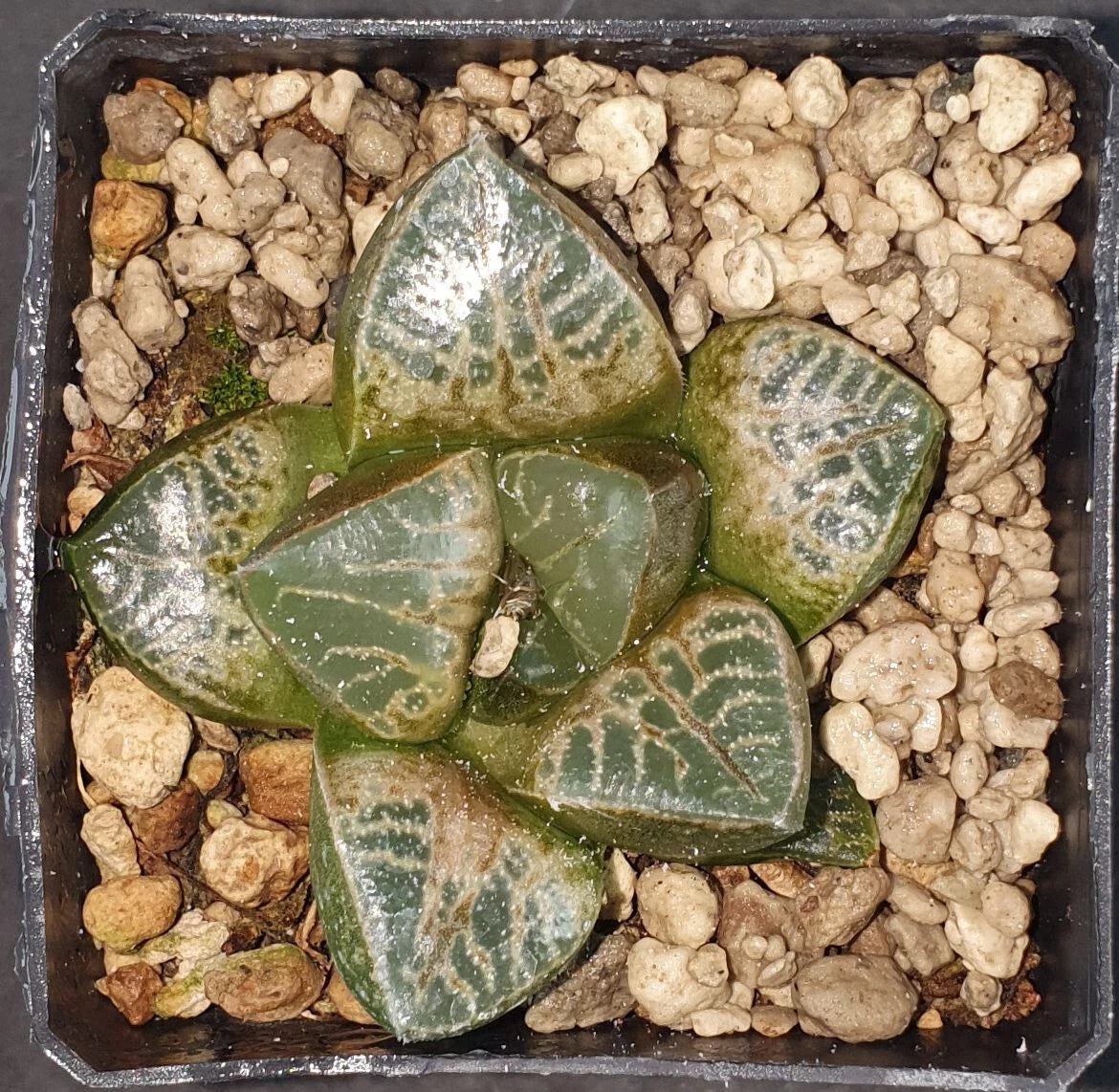 HW029 Haworthia comptoniana 'KARAKUSA', Phyto available