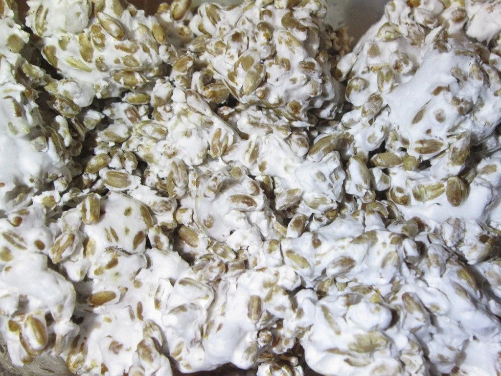 1 LB Wine Cap mushroom Grain Spawn US Seller!!!