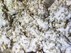 1 LB Wine Cap mushroom Grain Spawn US Seller!!!
