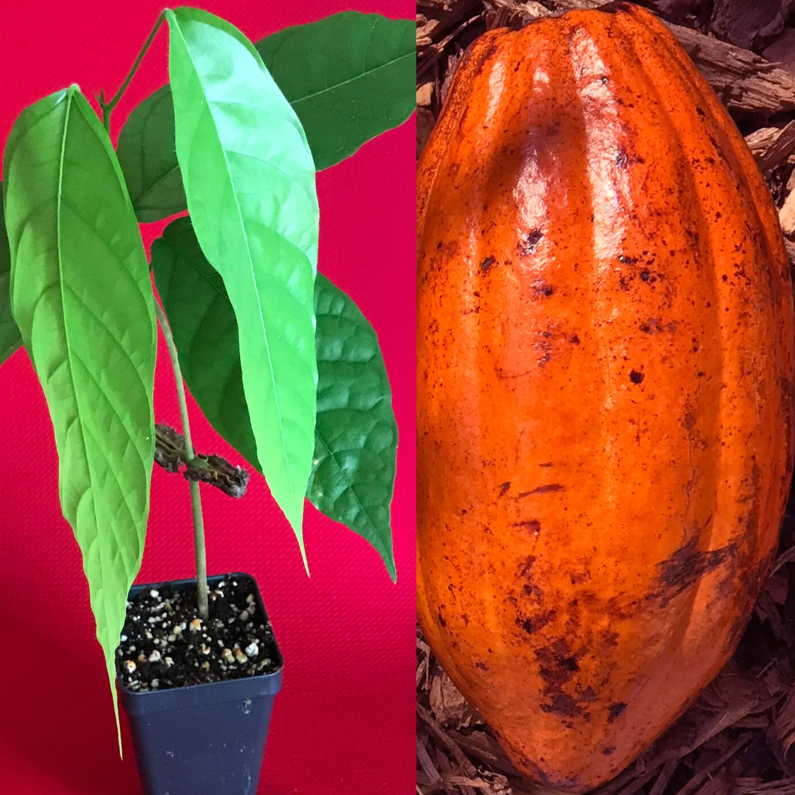 RED TRINITARIO Theobroma Cacao Cocoa Chocolate Fruit Tree Potted Plant Medium Po