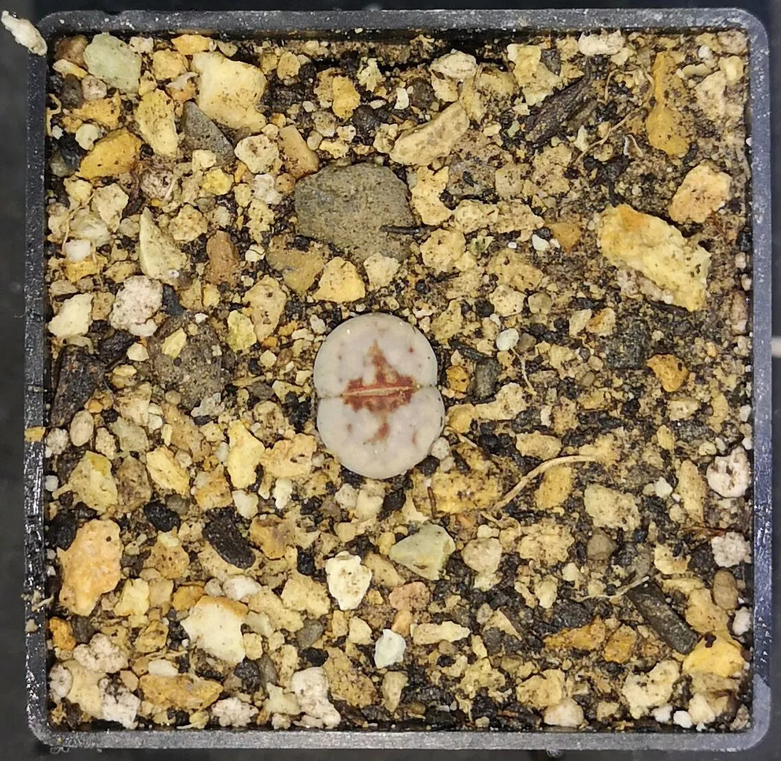 Lithops julii 'Hot Lips¡¯ C183A , phyto available, living stone, mesemb
