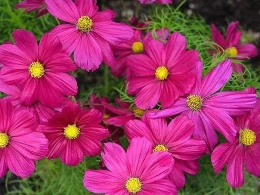 100 Mixed Cosmos Seeds ¨C Pink, White & Magenta ¨C Easy Annual ¨C...