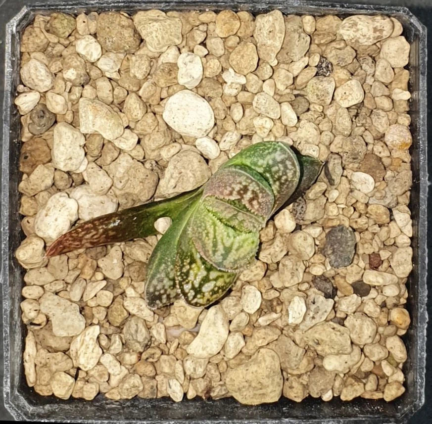 HW177 Haworthia white snakeHAKUJA Renny Wong hybrid, Phyto available