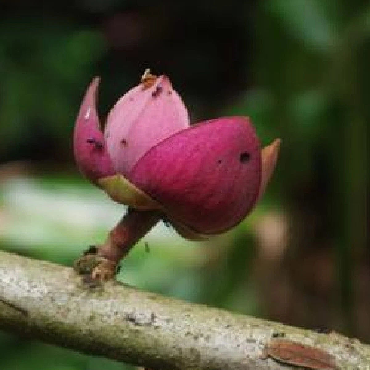 ~Uvariodendron connivens~ Red African Apple Califlorous Fruit Tree Plant