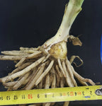 Scadoxus multiflorus, bulbs, caudex, euph Phyto available, read description!