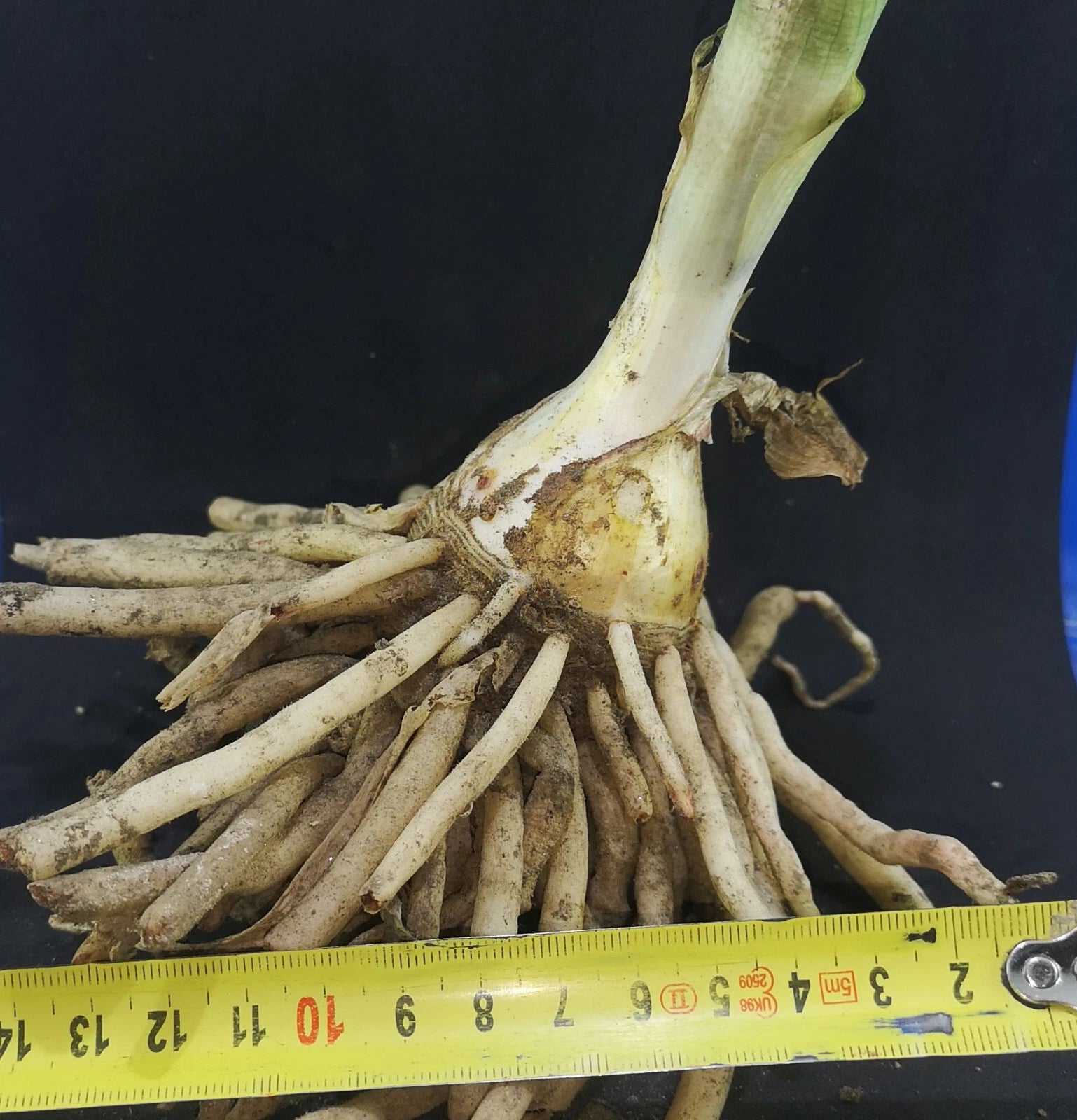 Scadoxus multiflorus, bulbs, caudex, euph Phyto available, read description!