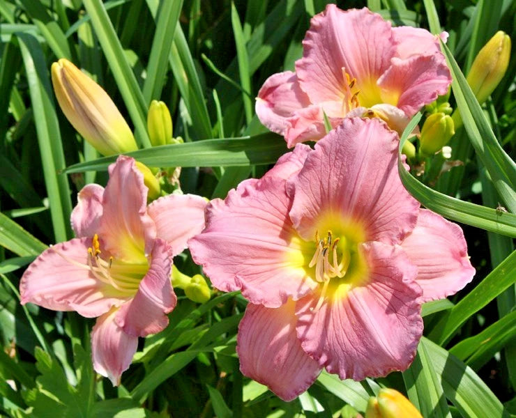 10 RHYTHUM AND HUES DAYLILY SEEEDS -  Hemerocallis 'Rhythm and Hues''