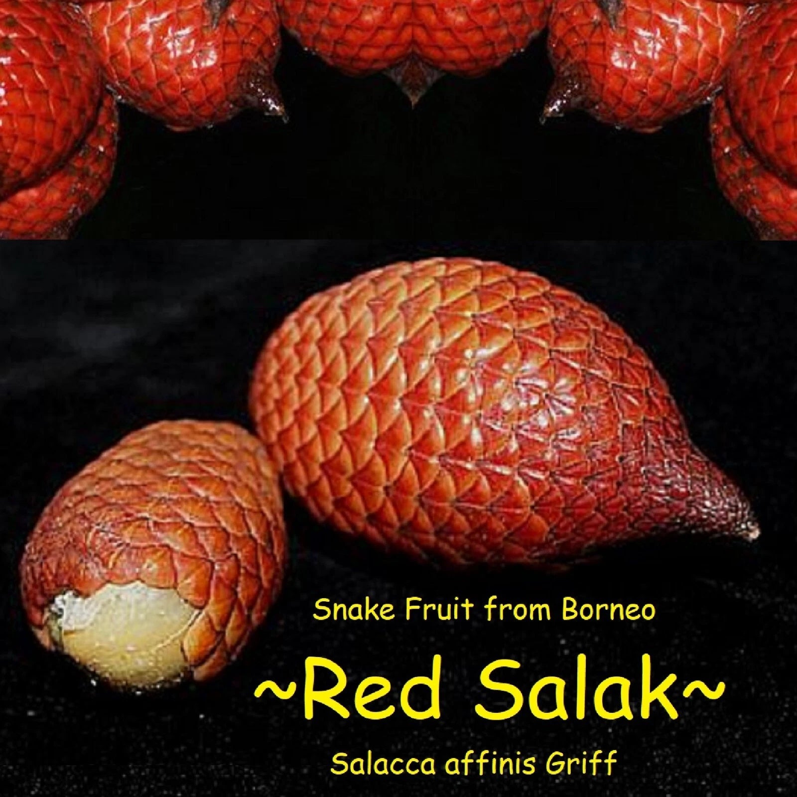 ~RED SALAK~ Salacca affinis SNAKE FRUIT Fruit Tree Live 3-4ft Pottd Palm Plant