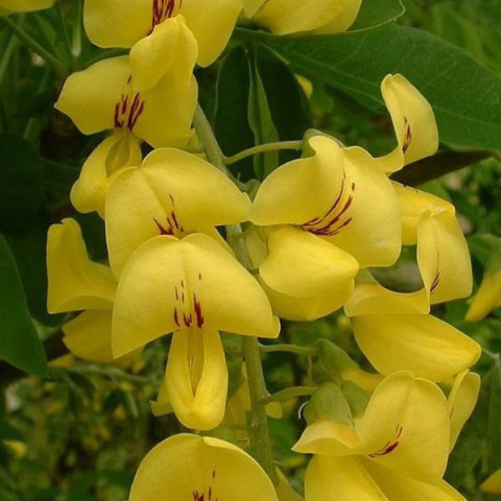 GOLDEN CHAIN TREE Laburnum Anagyroides - 20 SEEDS