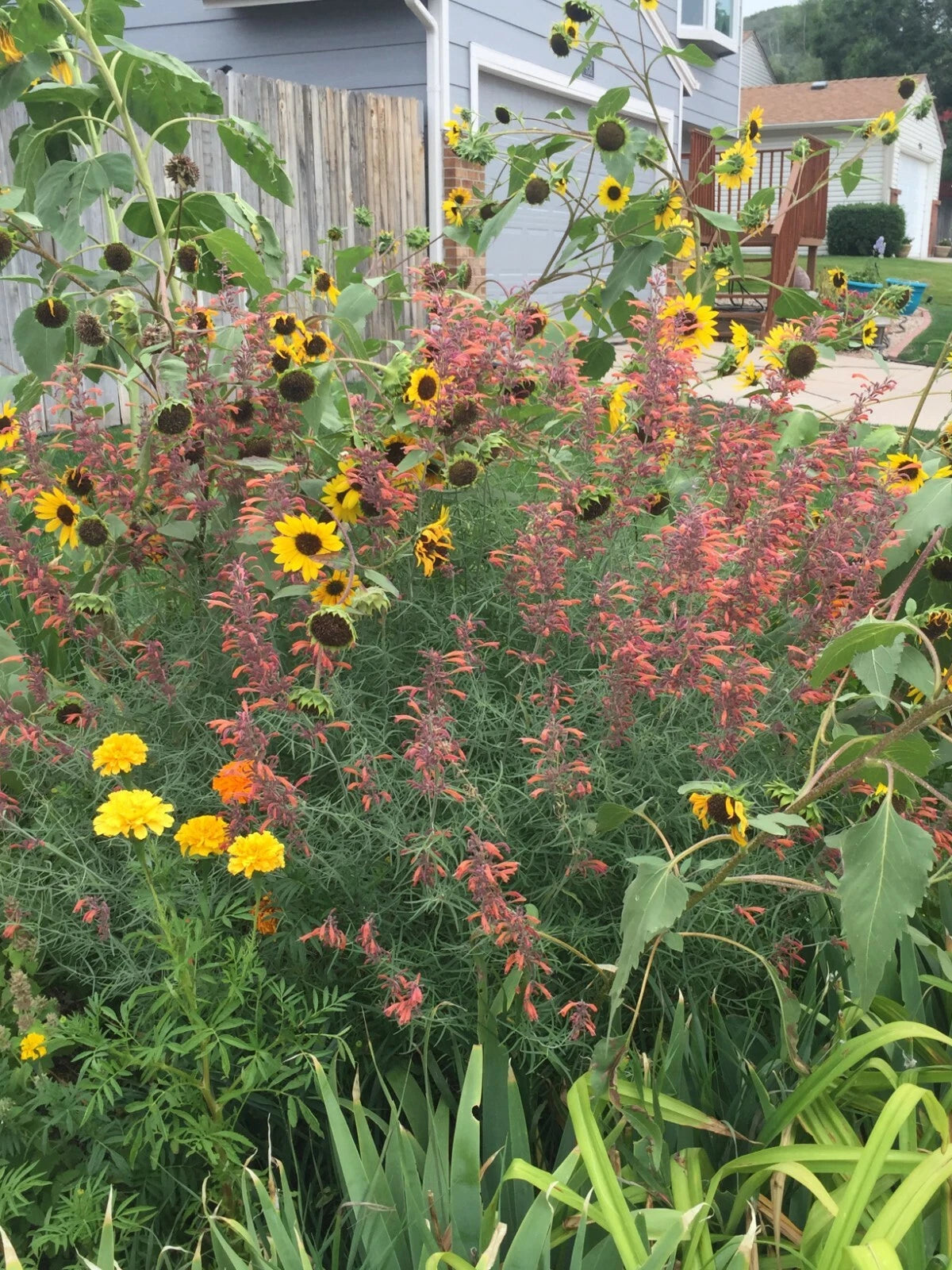 150 seeds Agastache Rupestris Orange Sunset licorice Hummingbirds Xer +gift