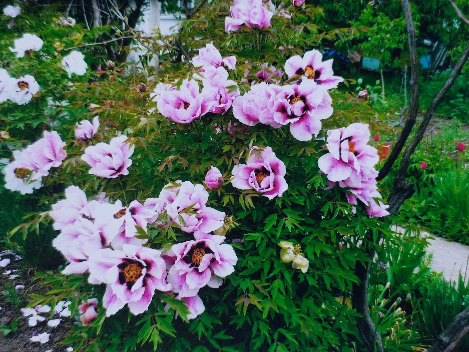 12 / 50 / 100 Seeds Tree Peony, Paeonia Rockii  - Hardy Perennial Flower