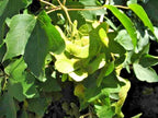 15 COMPACT HEDGE MAPLE SEEEDS - Acer campestre Compactum