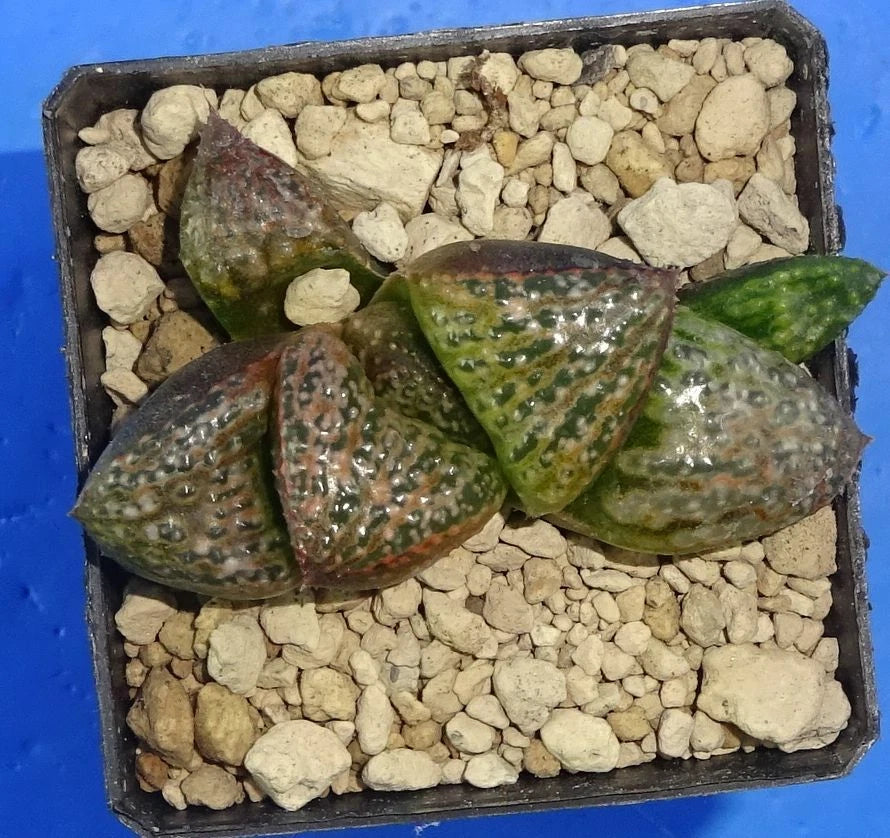 Haworthia splendens 'MASSAI' GM447, 5 cm p o t , Phyto available