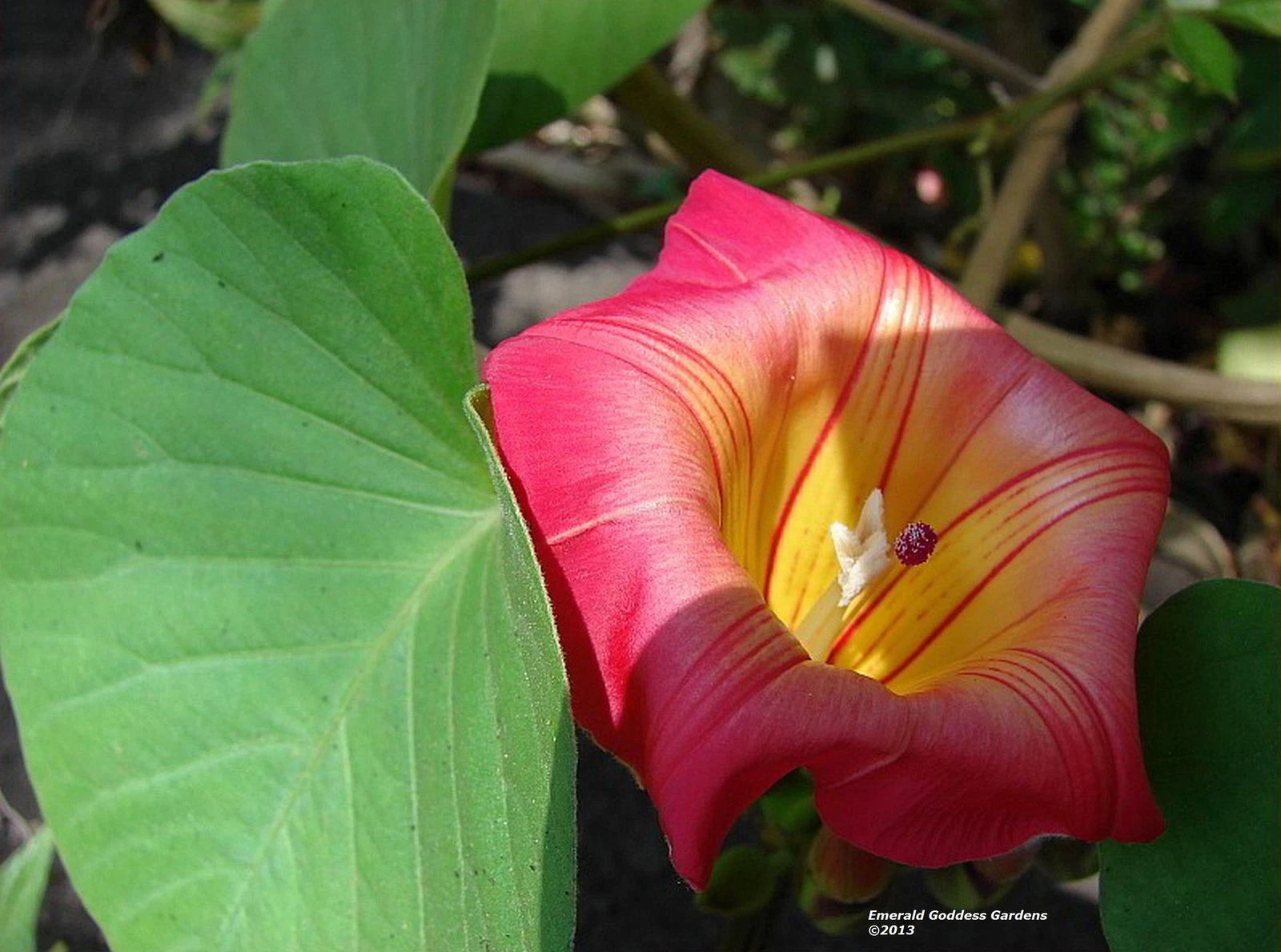 STICTOCARDIA Hawaiian Sunset Vine Live Tropical Plant Large Pink Yellow Flower