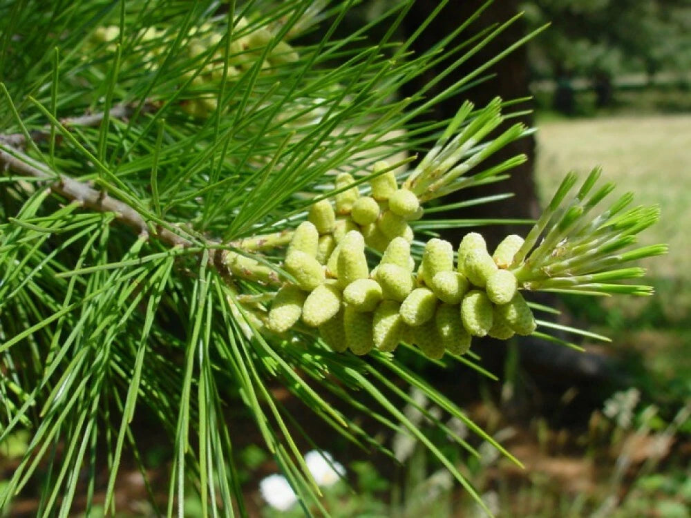 SUGAR PINE Pinus Lambertiana - 5+ SEEDS