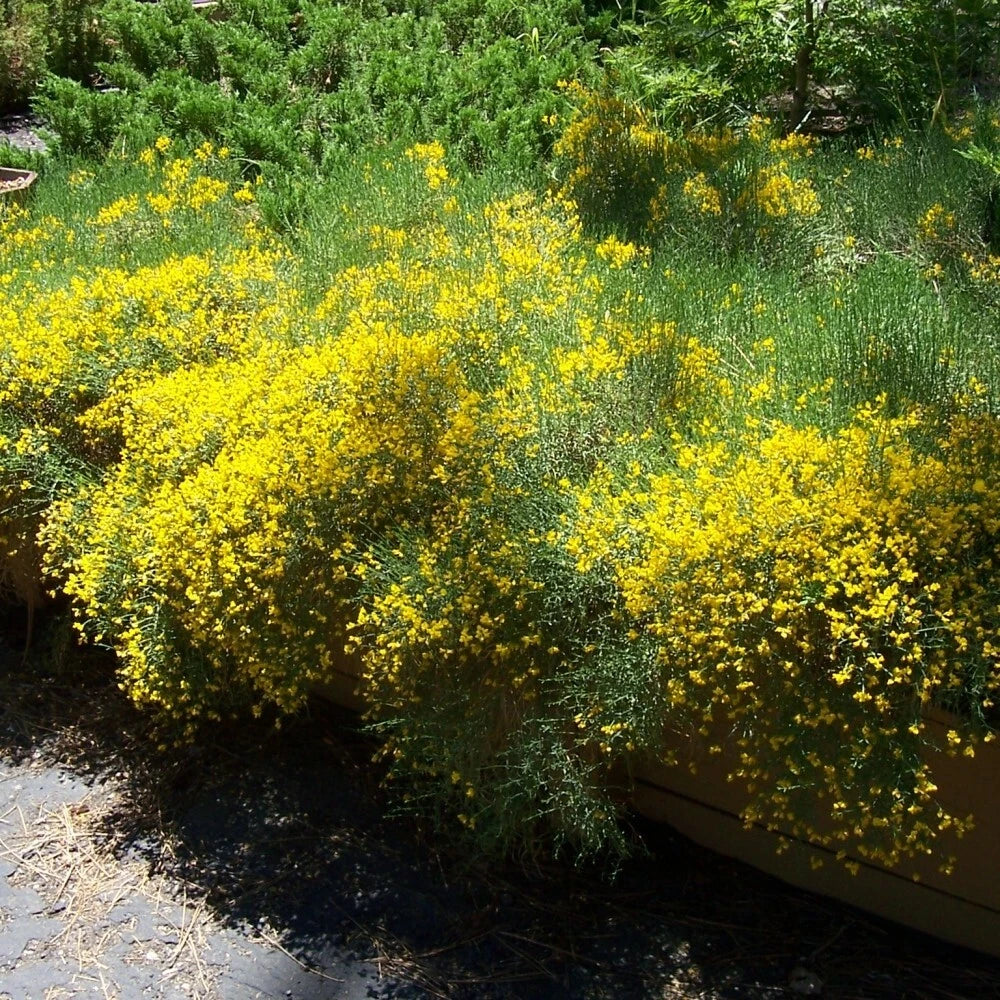 SCOTCH BROOM Cytisus Scoparius - 25 SEEDS. FREE S&H