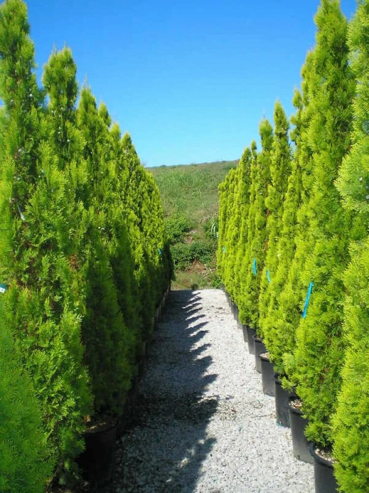 ORIENTAL ARBORVITAE Thuja Orientalis - 10+ SEEDS