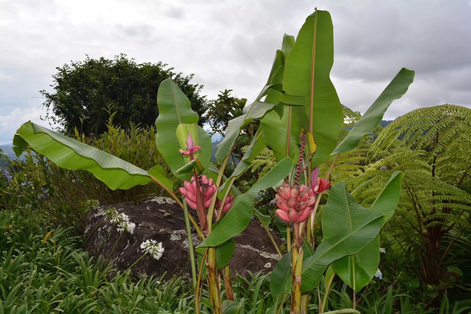Musa Velutina Hairy Pink Ornamental Banana Fruits 10 Seeds, Hardy