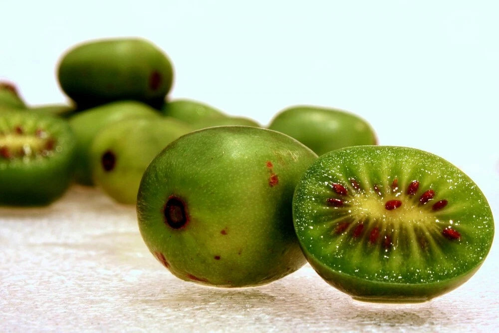 HARDY KIWI Actinidia Arguta - 30+ SEEDS