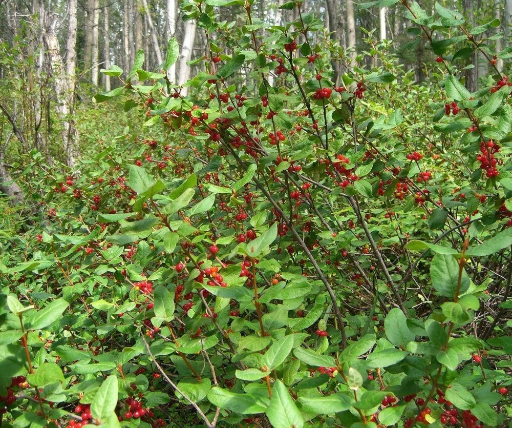SILVER BUFFALOBERRY Shepherdia Argentea - 20+ SEEDS.