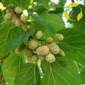 WHITE MULBERRY Morus Alba - 50+ SEEDS