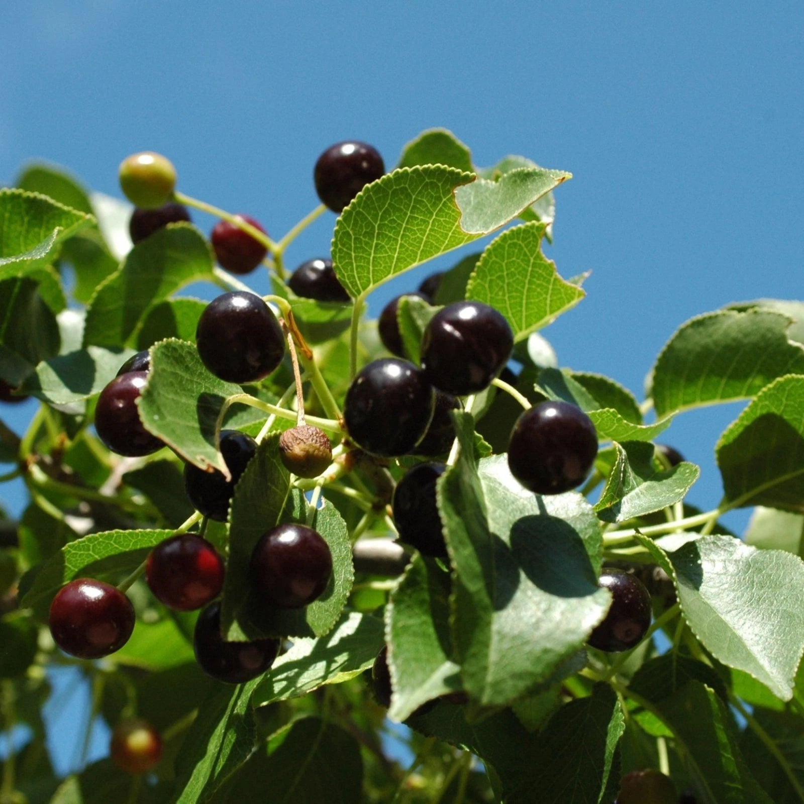 MAHALEB CHERRY Prunus Mahaleb - 20+ SEEDS
