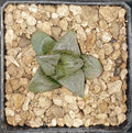 HW151 Haworthia mutica ' RED LINES', Phyto available