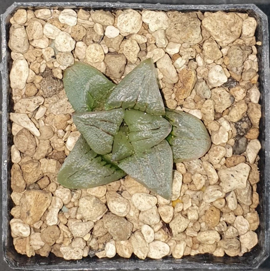 HW151 Haworthia mutica ' RED LINES', Phyto available