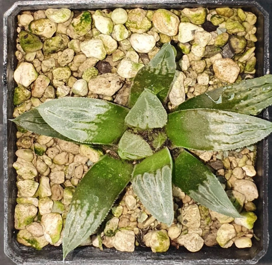 HW137 Haworthia splendens 'LOVEHEARTS', Phyto available